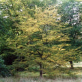 Nothofagus antarctica