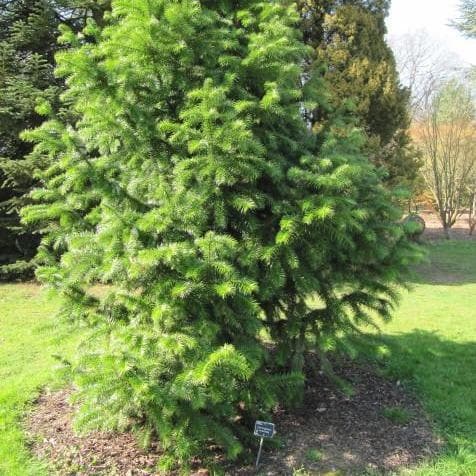 Cunninghamia lanceolata