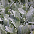 Stachys byzantina