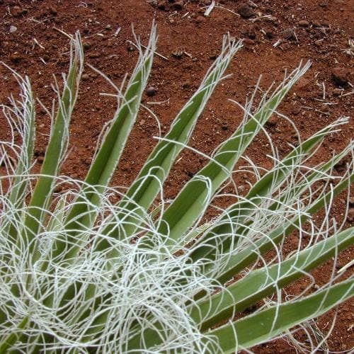 Washingtonia robusta