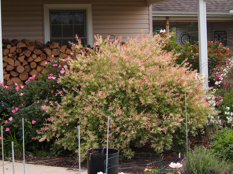 Salix integra Hakuro-nishiki