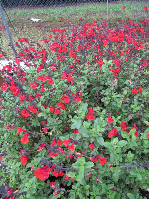 Salvia greggii Royal Bumble