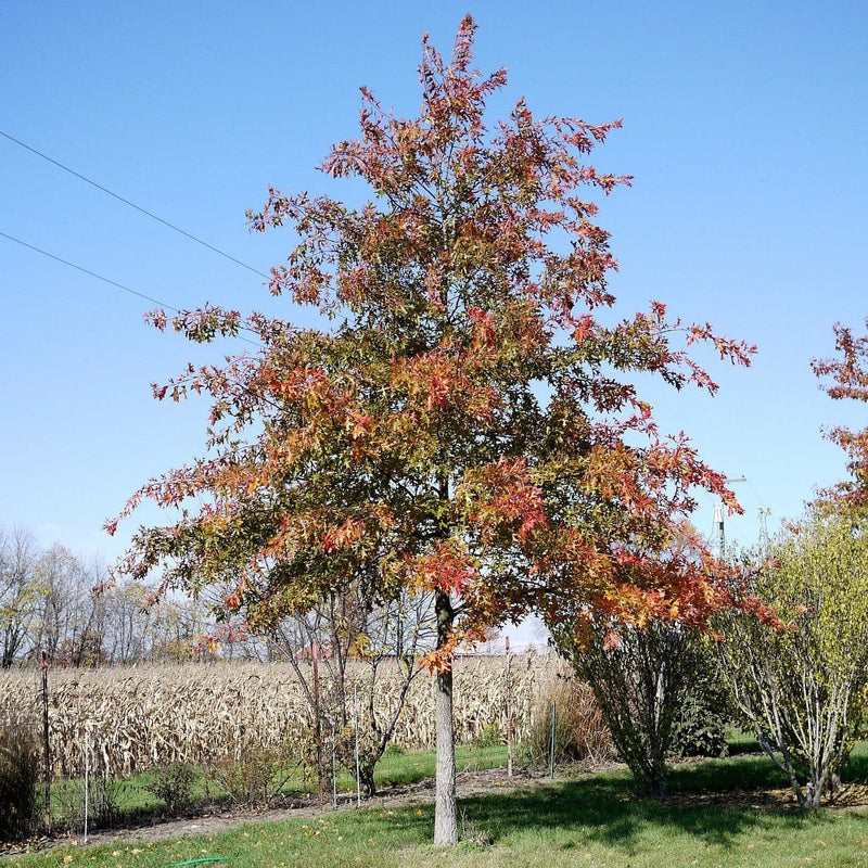 Quercus shumardii - Shumard Oak