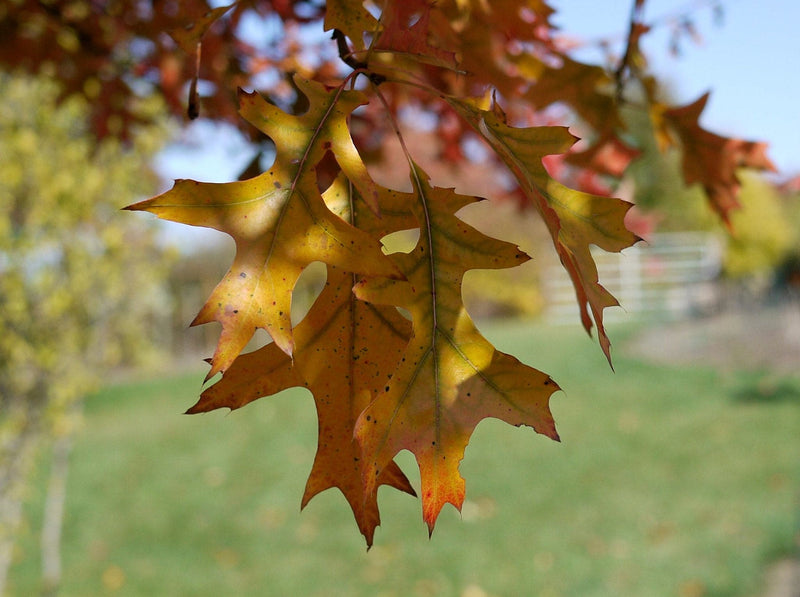 Quercus shumardii - Shumard Oak