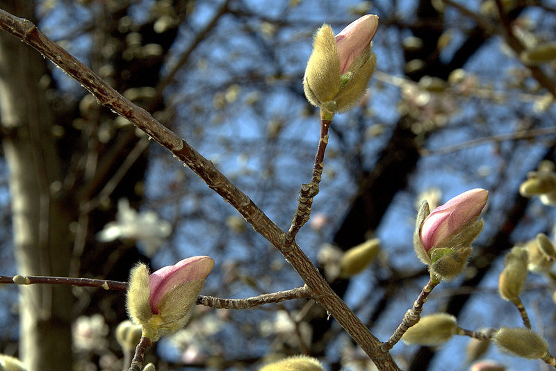 Magnolia x loebneri Merrill