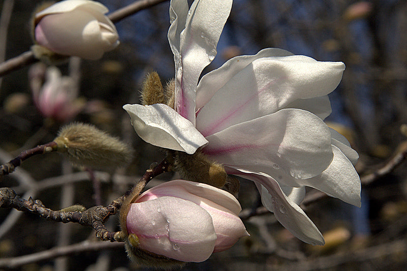 Magnolia x loebneri Merrill