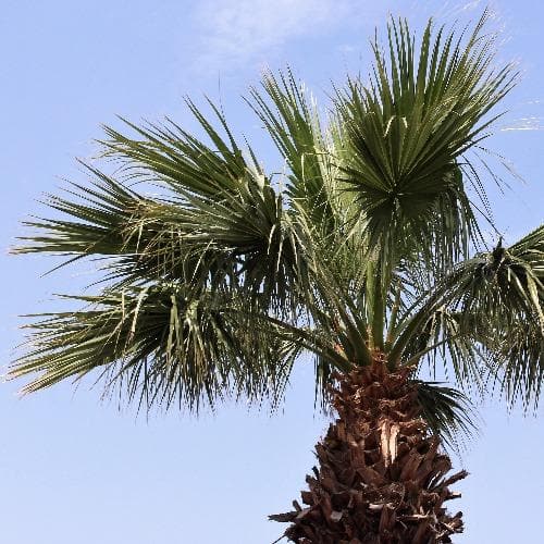 Washingtonia robusta