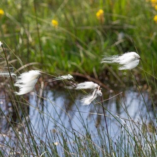 Eriophorum angustifolium - Common Cotton Grass