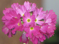 Primula denticulata Red