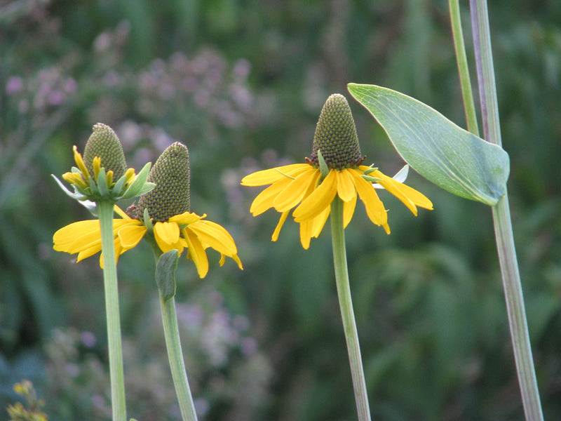 Rudbeckia maxima