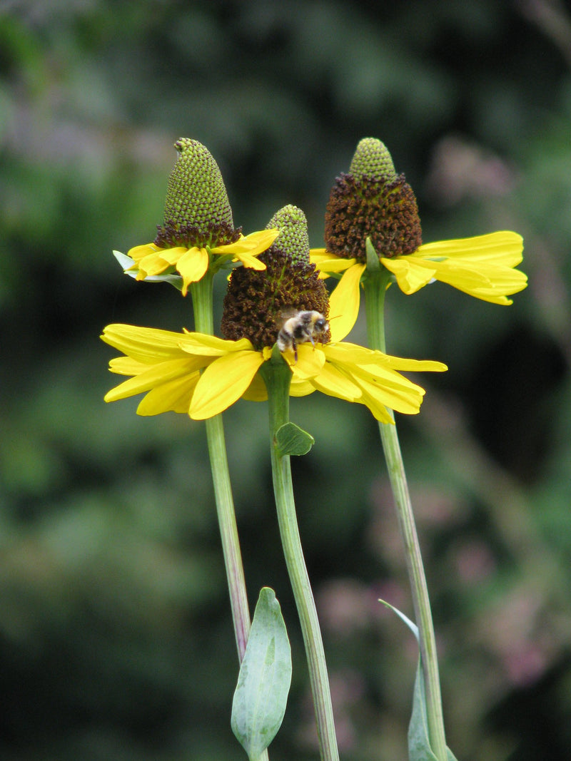 Rudbeckia maxima