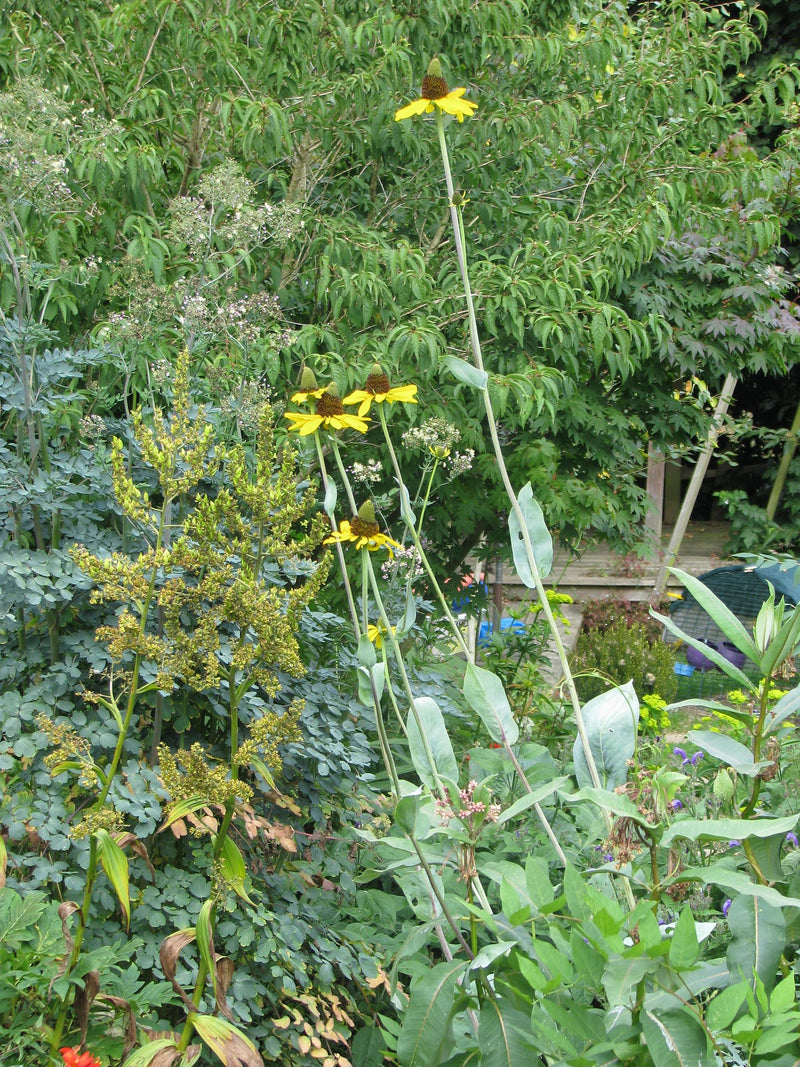 Rudbeckia maxima