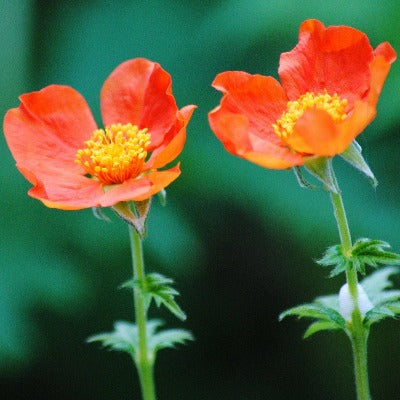 Geum borisii