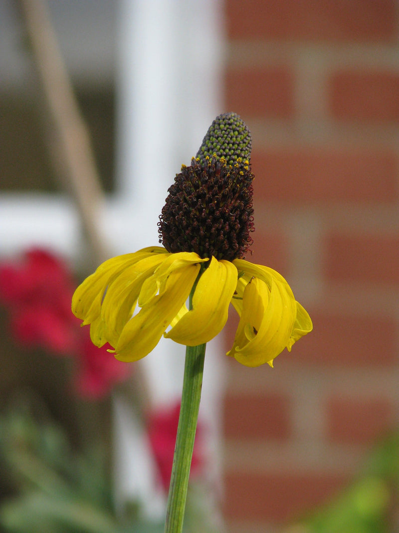 Rudbeckia maxima