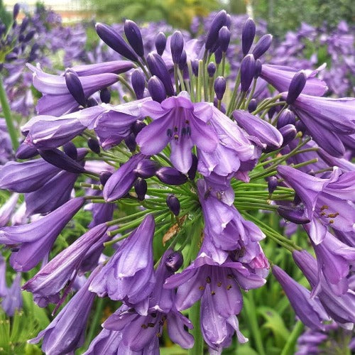 Agapanthus Poppin Purple