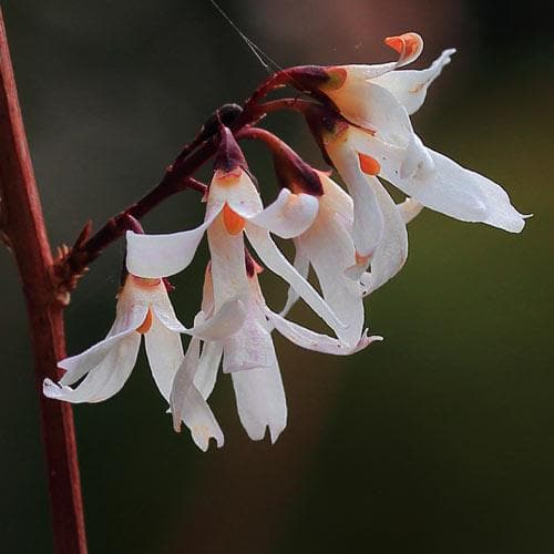 Abeliophyllum distichum - Future Forests