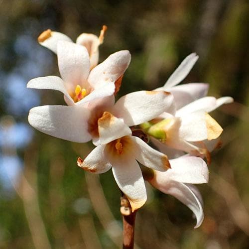 Abeliophyllum distichum - Future Forests