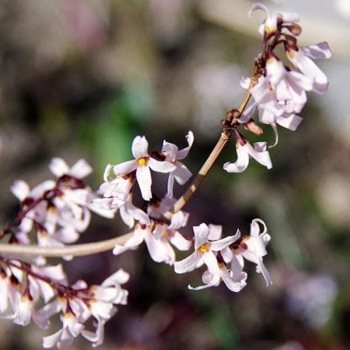 Abeliophyllum distichum - Future Forests