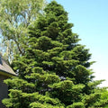 Abies koreana - Korean Fir Bareroot | 2-3ft / Not provided