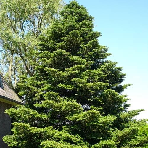 Abies koreana - Korean Fir Bareroot | 2-3ft / Not provided