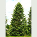 Abies nordmanniana - Nordmann Fir Bareroot | 0.75ft