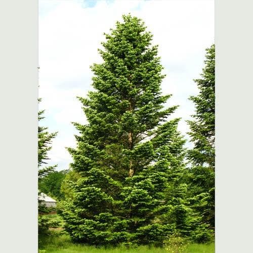 Abies nordmanniana - Nordmann Fir Bareroot | 0.75ft