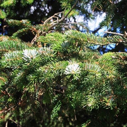 Abies nordmanniana - Nordmann Fir - Future Forests