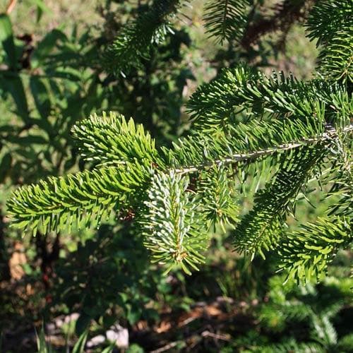 Abies nordmanniana - Nordmann Fir - Future Forests