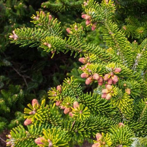 Abies nordmanniana - Nordmann Fir - Future Forests