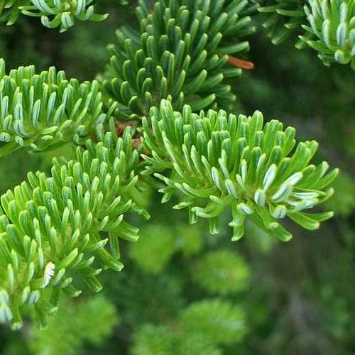 Abies fraseri - Fraser Fir - Future Forests