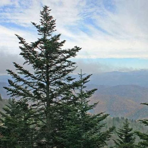 Abies fraseri - Fraser Fir - Future Forests