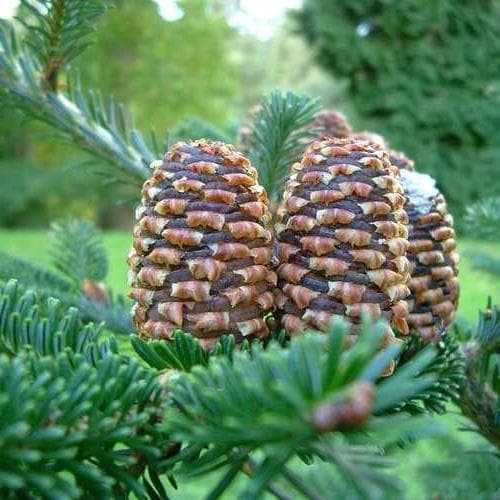 Abies fraseri - Fraser Fir - Future Forests