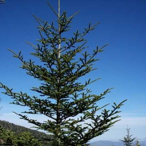 Abies fraseri - Fraser Fir - Future Forests