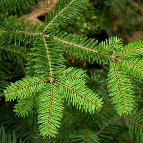 Abies grandis - Grand Fir - Future Forests