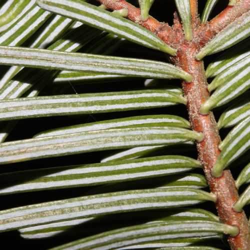 Abies grandis - Grand Fir - Future Forests