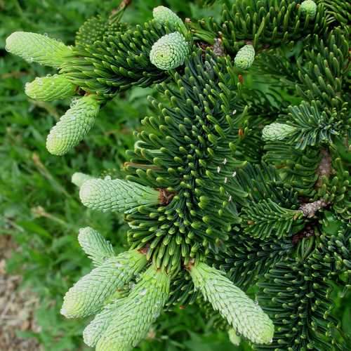 Abies nobilis procera - Noble Fir - Future Forests