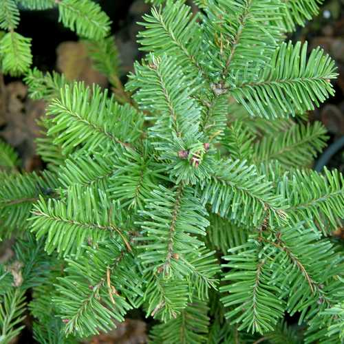 Abies nobilis procera - Noble Fir - Future Forests