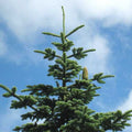 Abies nobilis procera - Noble Fir - Future Forests