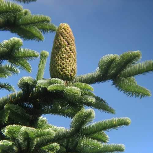 Abies nobilis procera - Noble Fir - Future Forests