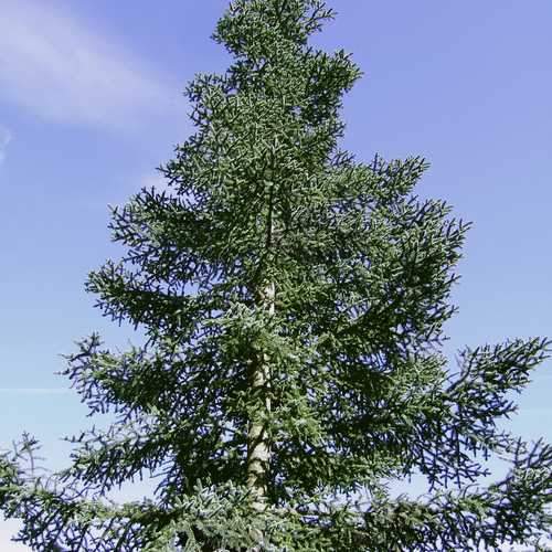 Abies nobilis procera - Noble Fir - Future Forests