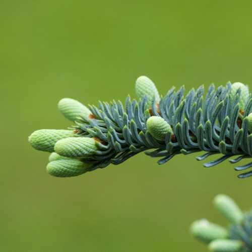 Abies nobilis procera - Noble Fir - Future Forests