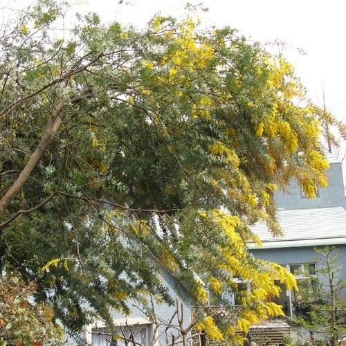 Acacia baileyana - Future Forests