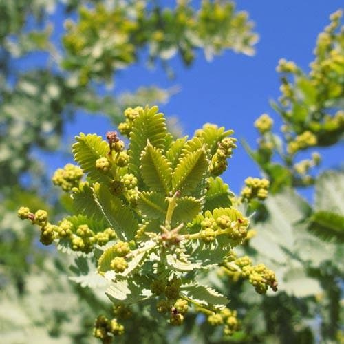 Acacia baileyana - Future Forests