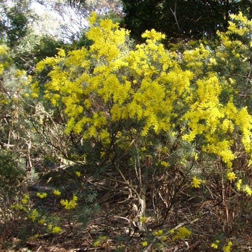 Acacia boormanii - Future Forests