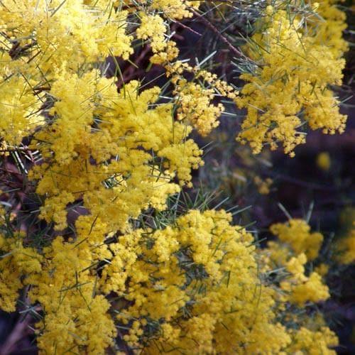 Acacia boormanii - Future Forests