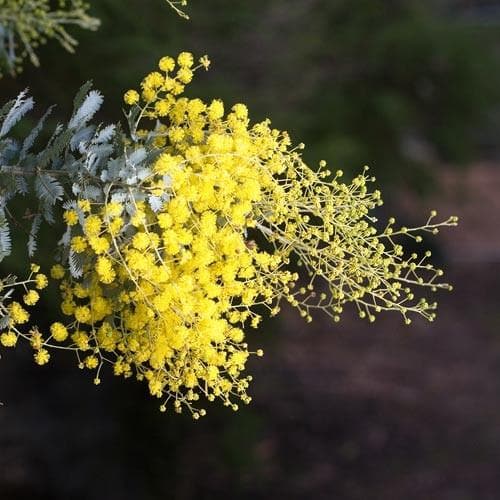 Acacia dealbata - Future Forests