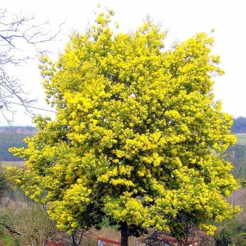 Acacia dealbata - Future Forests