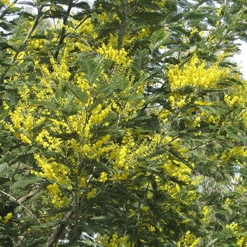 Acacia dealbata - Future Forests