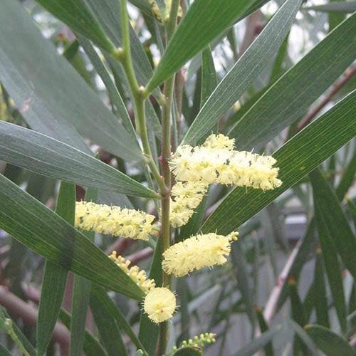 Acacia longifolia