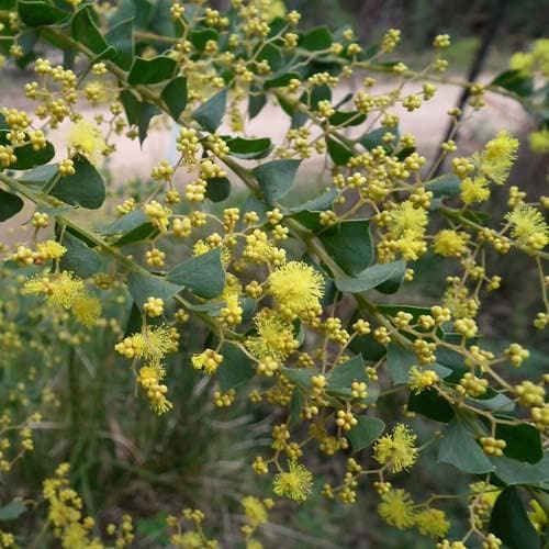 Acacia pravissima - Future Forests